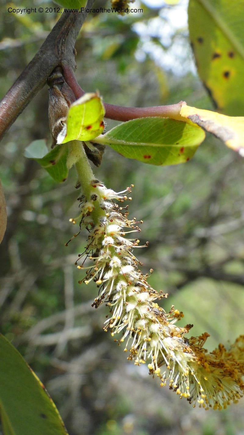 Salix, N. Martinez Melendez 2758--MX. Oaxaca. Camino Ixtlan-Talea. 15 Sept 2010. 278 (222).jpg