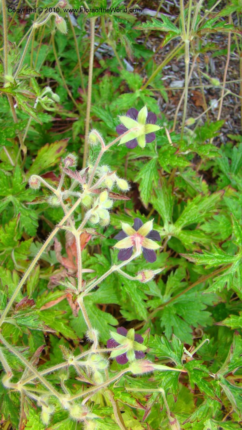 Geranium hispidissimum--Tasmania. Royal Tasmanian Botanical Garden. 2 Feb 2010. 153 (6).jpg