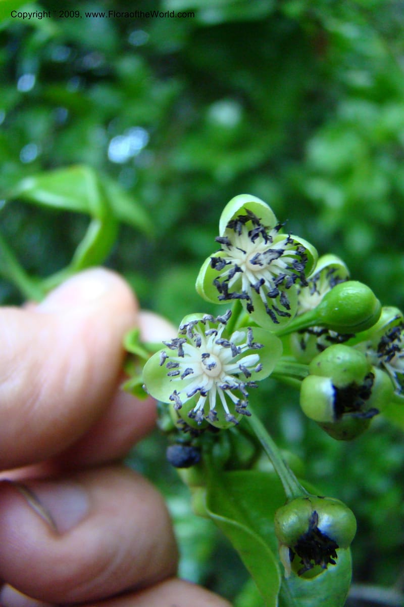 Barbeuia madagascariensis, Z. Rogers 1242--Madag. Prov. Fianar. E of Ifanadiana.15 Jan 09. 017.jpg