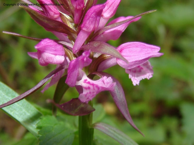 Dactylorhiza euxina--Georgia. Kazbeki . Trail-road to Sameba Church. 2 Jun 05. 095.jpg