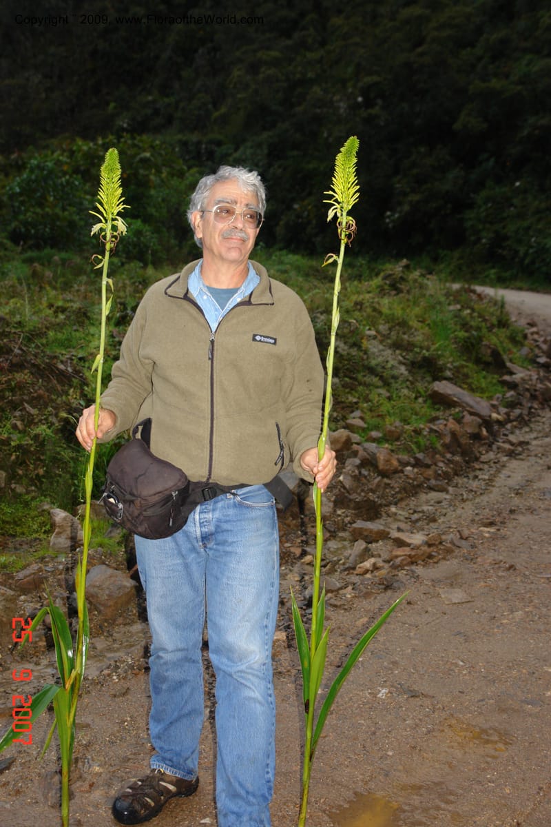 Pitcairnia, D. Neill 16020--Ecuador.Prov.ZamoraC.ResTapichalaca-roadside 25 Sep 2007 078 (3).jpg
