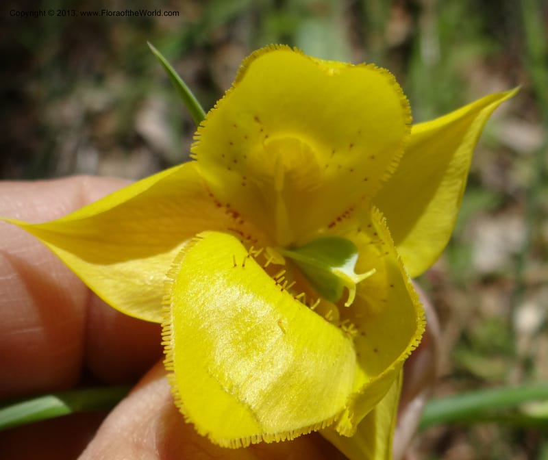 Calochortus amabilis, Davidson, C 12123--Calif. Napa Co. Hwy 128. 16 Apr 2013. DSC03072 (58).JPG
