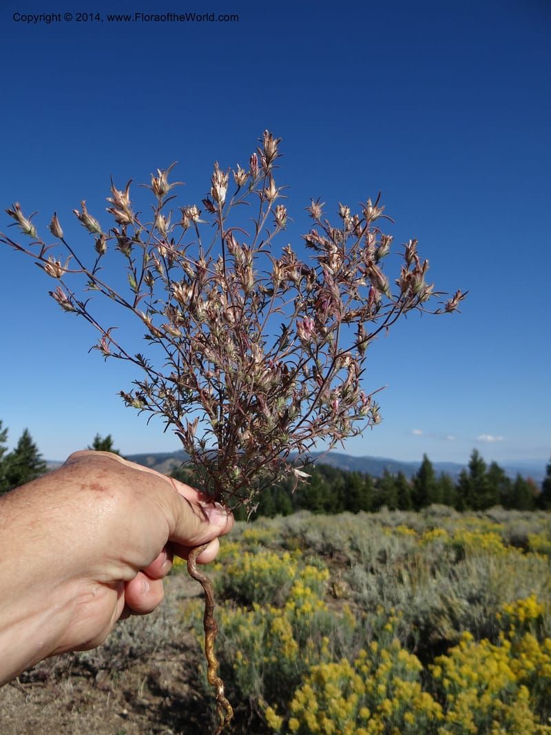 Cordylanthus capitatus, Davidson, C 12234--ID. Ada County. Idaho Bird Observ. Lucky Peak. 16 Sep 2013. DSC07497 (15).JPG