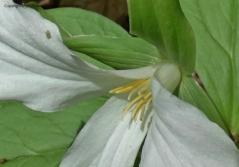 Trillium grandiflorum, Davidson, C 12998--North Carolina. Macon Co. Standing Indian. 14 May 2015. DSC05212 (220).JPG
