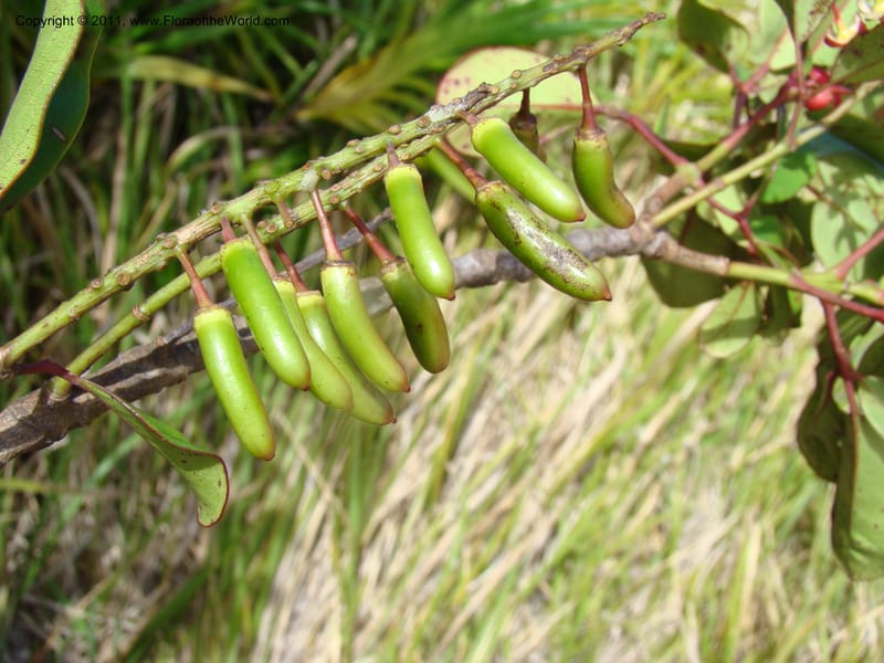Geissois montana,  Munzinger, J 4773--New Caledonia, Prov N, Col d'Amoss,  14 Nov 2007, 051 (22).jpg