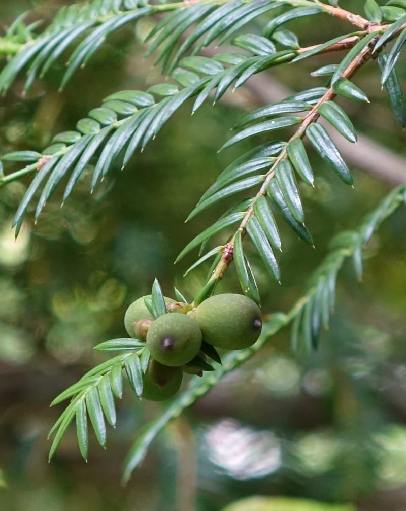 Torreya nucifera--Japan. Niigata. Trail along Sekikawa River. 29 May 2016. DSC05504 (107).JPG