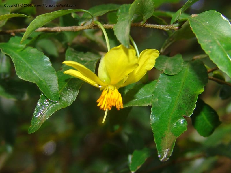 Ochna gomphostigma--So.Africa. Mpumal. Moodie Mts.  18 Mch 05. 295.jpg