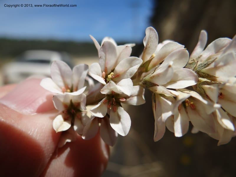 Francoa appendiculata, WDS 34052--Chile. Pichilemu. 13 Feb 2013. DSC00381 (13).JPG