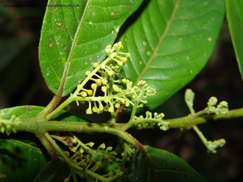 Siparuna guianensis, AAraujoM3087--Bolivia. Pq. Nal. Madidi. Chalalan, Sendero sin nombre. 24 Sep 06. 315.jpg