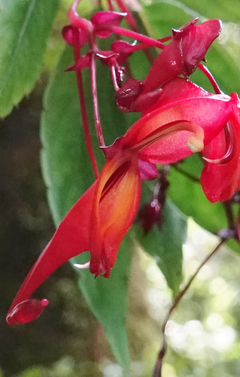 Impatiens, C. Davidson 13908--Gabon. M de C. Sent. Andok. 28 Oct 2018. DSC09339 (332).JPG