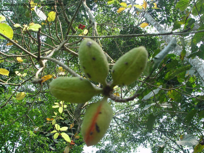 Sterculia tragacantha--Ghana. Aburi Botanic Garden. 11 Dec 03. 288.jpg