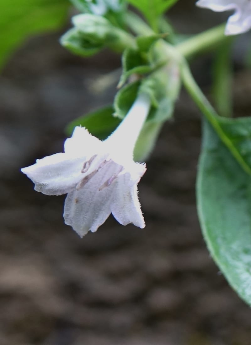 Leptodermis pilosa var. pilosa, C. Davidson 13764--China. Sichuan. Yibailingba-gou. 12 Aug 2017. DSC04660 (276).JPG