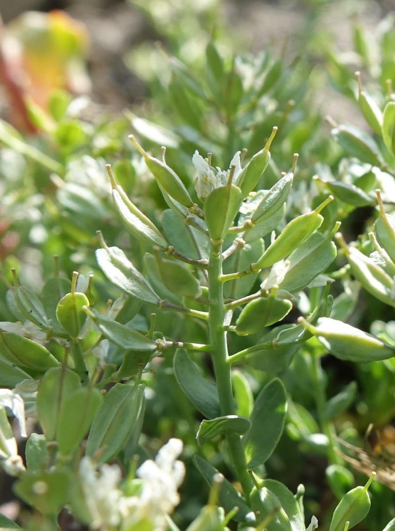 Noccaea fendleri subsp. idahoense, C. Davidson 13715--ID. Boise Co. Scott Mtn. L.O. rd. 15 July 2017. DSC03279 (159).JPG