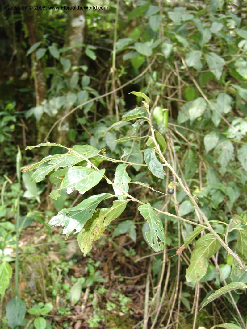 Ocotea, RVasquez33110--Peru. Cusco. Calca. Lares. Manto. 1 Nov 07. 190.jpg