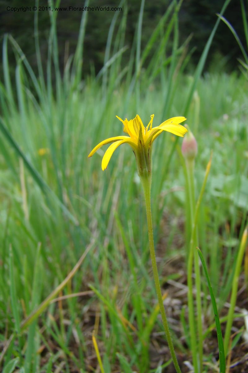 Microseris nutans, C. Davidson 11421--Idaho. Adams Co. Smokey Boulder Rd. 6 June 2009. 168.jpg