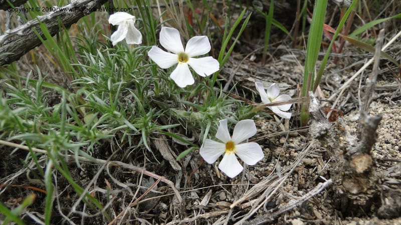 Phlox hoodii, C. Davidson 11744--Idaho.Owyhee Co. Mud Flat Rd. 22 April 2010 107 (117).jpg