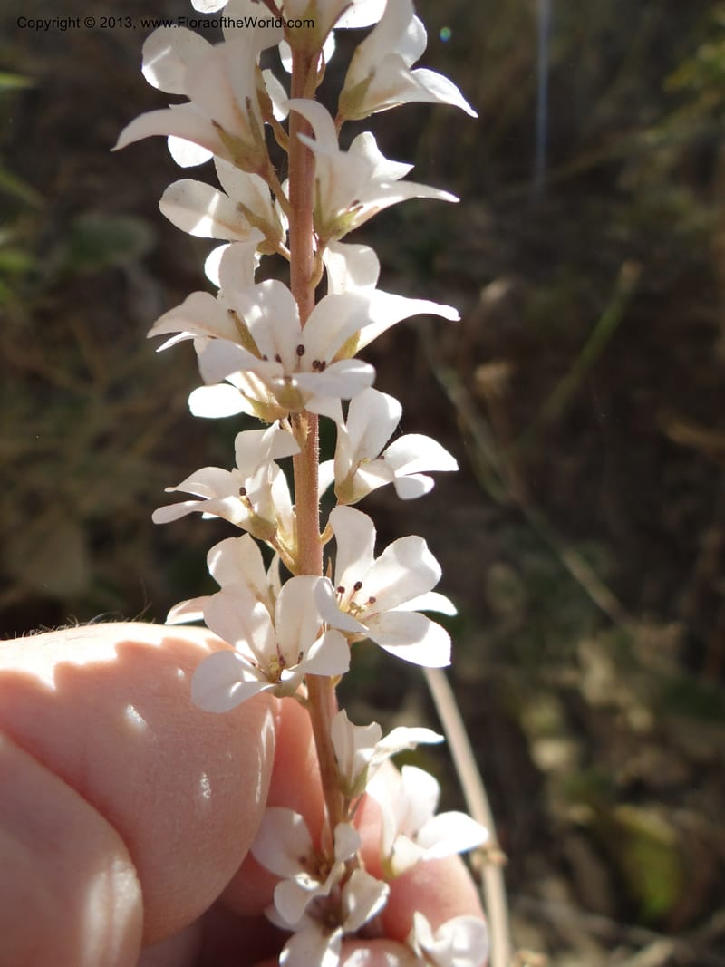Francoa appendiculata, WDS 34052--Chile. Pichilemu. 13 Feb 2013. DSC00381 (68).JPG