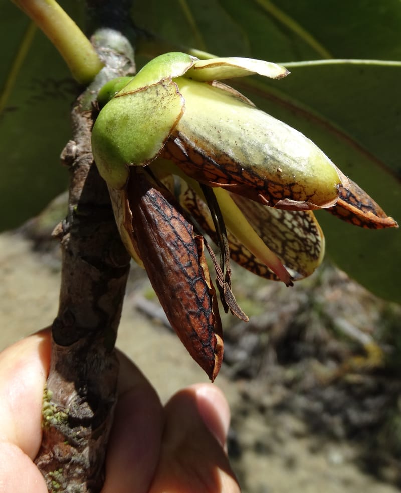Strasburgeria robusta, Lowry, P 7371--New Caledonia. Mont Dzumac. 12 Nov 2015. DSC01563 (163).JPG