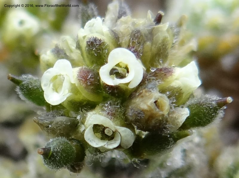 Draba, Ulloa, C 2414--Ecuador. Pichincha. Nevado Cayambe. 6 Oct 2012. DSC07236 (119).JPG