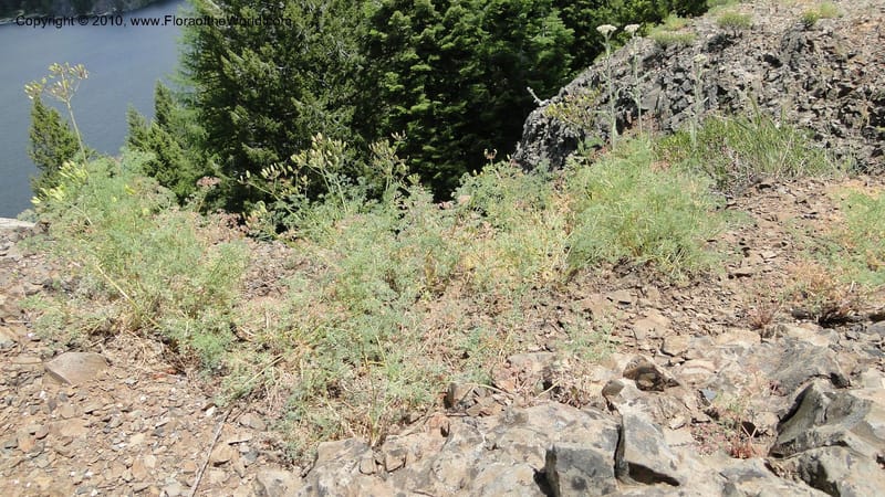 Lomatium grayi, B. Ertter 19967--Idaho. Valley County. 1 July 2010. 029 (7).jpg