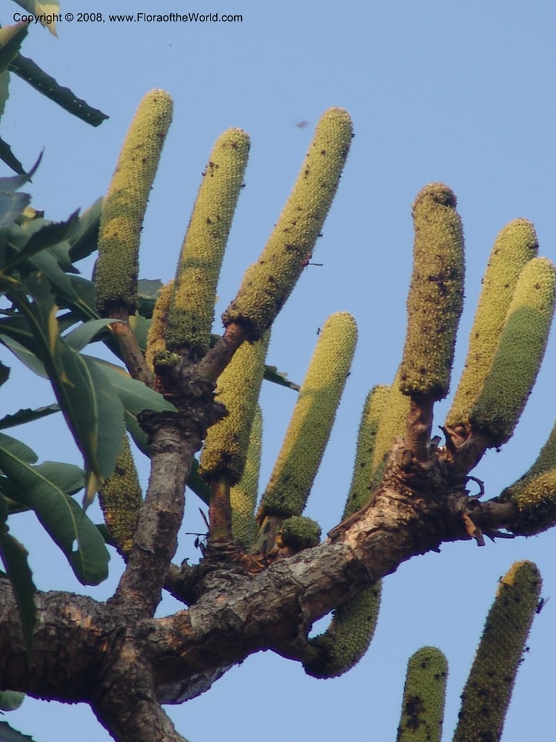 Cussonia spicata--So.Africa. Mpumal. Buffelskloof Private Nat. Res. 17 Mch 05. 340.jpg