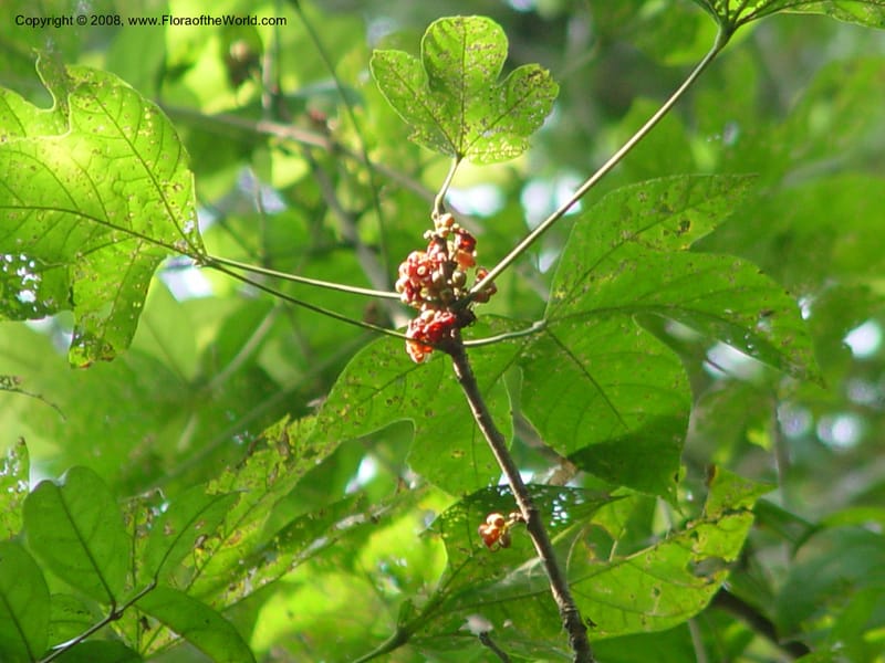 Cola milanii--Ghana. Aburi Botanic Garden. 11 Dec 03. 026.jpg