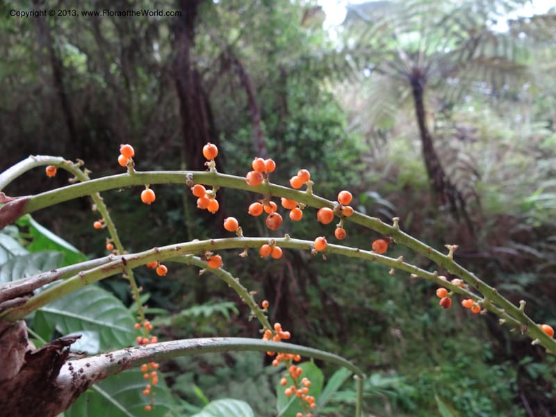 Schefflera bipalmatifolia, SAN.153217--Malaysia, Sabah. Mt. Kinabalu. 5 Apr 2012. DSC06767 (236).JPG
