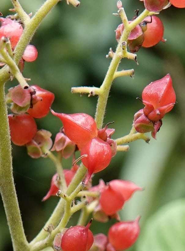 Tetracera, C. Davidson 13922--Gabon. Rd betw Kinguele and Makaban. 30 Oct 2018. DSC00492 (98).JPG