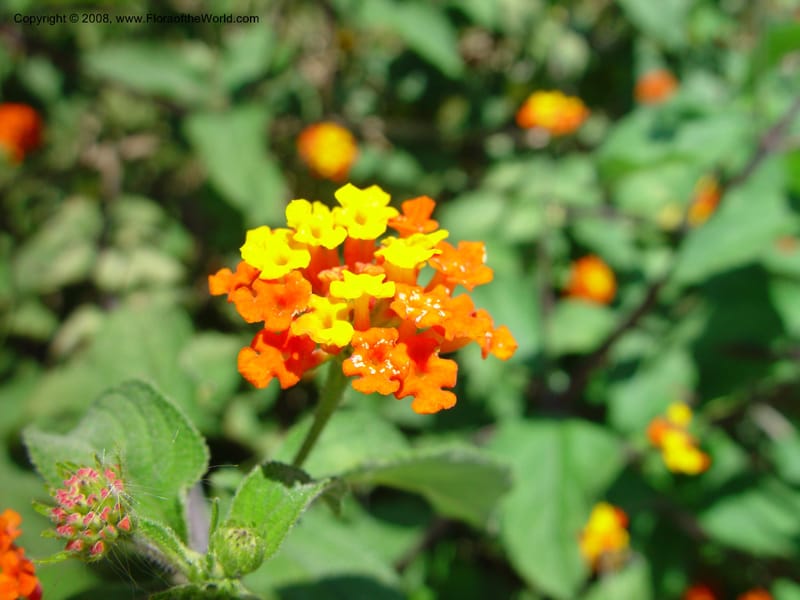 Lantana camara--Costa Rica. INBio Parque, San Jose. 29 Mch 03. 096.jpg