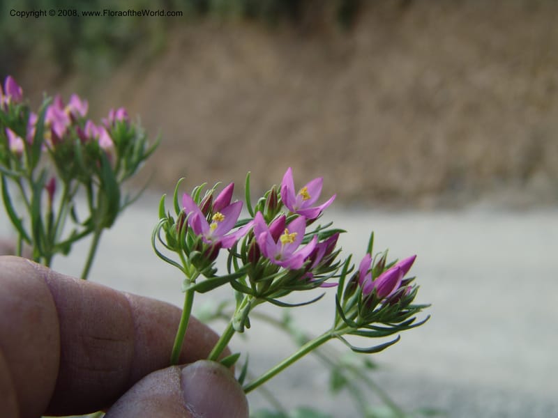 Centaurium, Croat93261--Ecuador. Prov. Pichincha. Old hwy Quito to Sto. Domingo. 12 Aug 04. 174.jpg