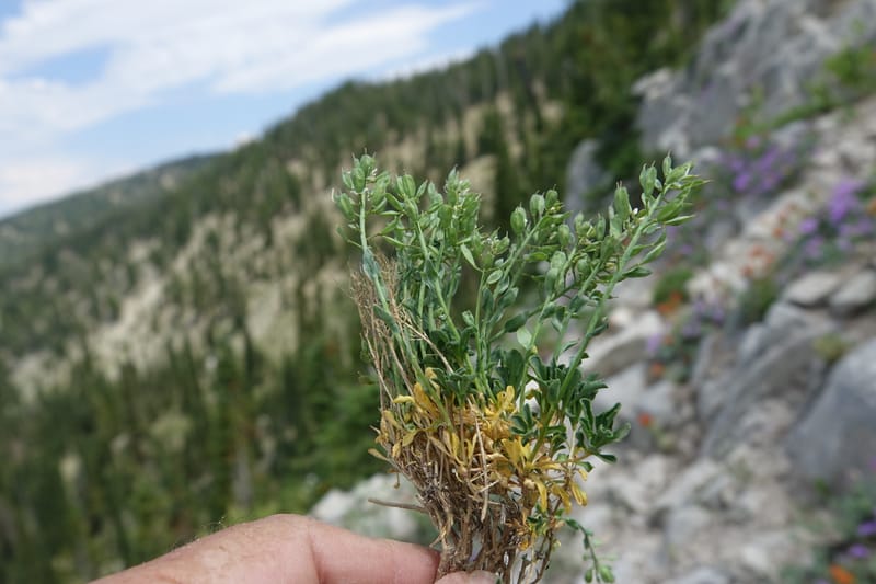 Noccaea fendleri subsp. idahoense, C. Davidson 13715--ID. Boise Co. Scott Mtn. L.O. rd. 15 July 2017. DSC03279 (147).JPG