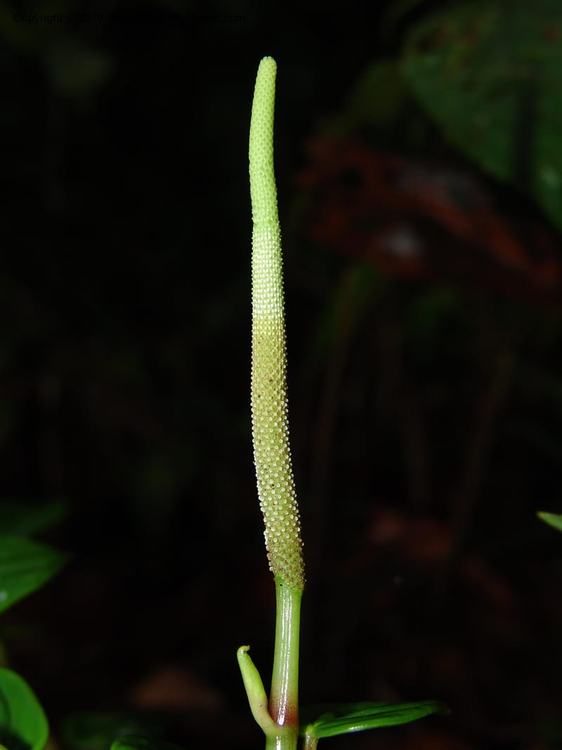 Peperomia, Croat 95709--Ecuador. Maquipucuna Biol. Res. Send. Princip. 11 Mar 06. 059 (8).jpg