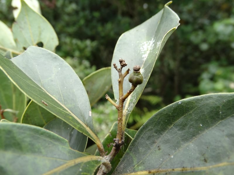 Cryptocarya, Munzinger, J 7347--Fiji. Delaikoro Mtn. 3 Nov 2015. DSC08393 (259).JPG