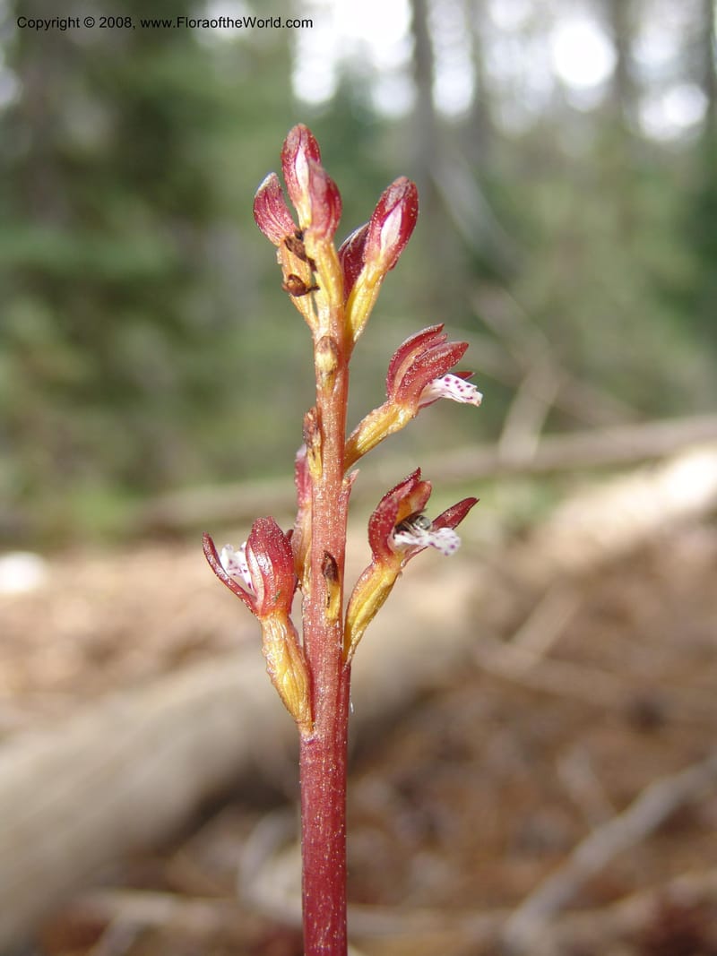 Corallorhiza maculata--CA. Mariposa Co. Yosemite Nat. Pk. Glacier Pt Rd.  27 Jun 06. 050.jpg