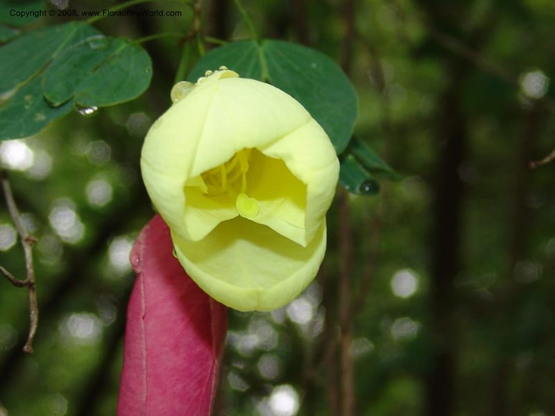 Bauhinia tomentosa--So. Africa. Lowveld Nat. Bot. Gard. 14 Mch 05. 079.jpg