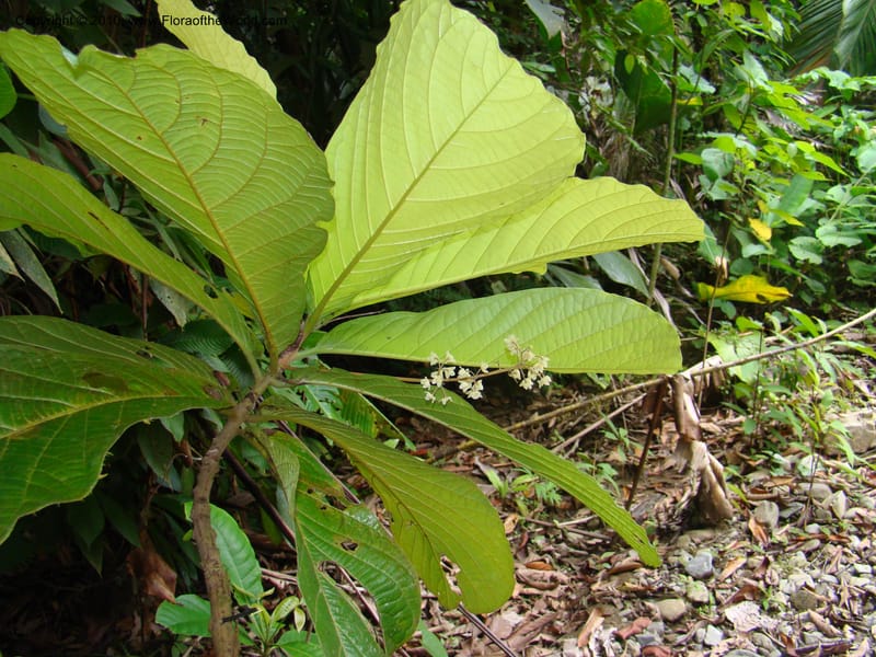 Ocotea valerioides, B. Hammel 24650--Costa Rica. Prov. Limon. Selva Bananito Lodge. 12 Apr 08. 267 (2).jpg