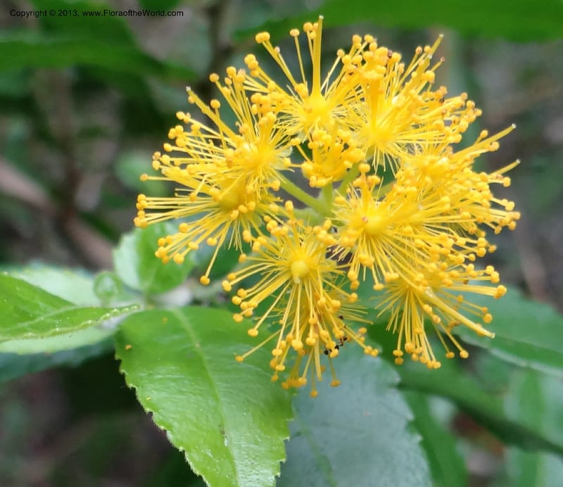 Azara, WDS 34074--Chile. Reserva Nac. Los Queules. 15 Feb 2013. DSC01158 (56).JPG