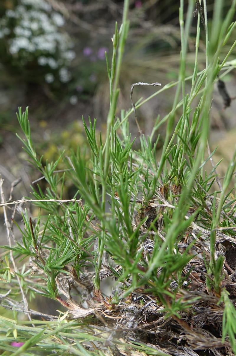 Minuartia laricifolia, Callmander, M 1295-- Switzerland. Hwy 9 to Simplon. Ganterbrucke. 2 Jul 2016. DSC08156 (213).JPG