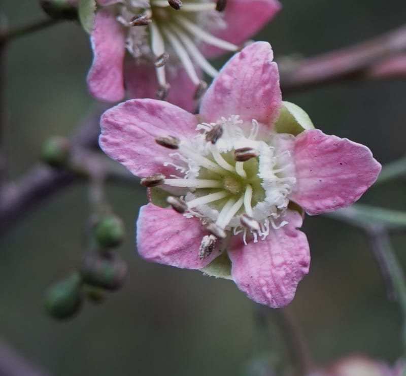 Delavaya toxocarpa, D. Boufford 44087--China. Yunnan. Xinshao Village. 28 Apr 2018. DSC00001 (57).JPG