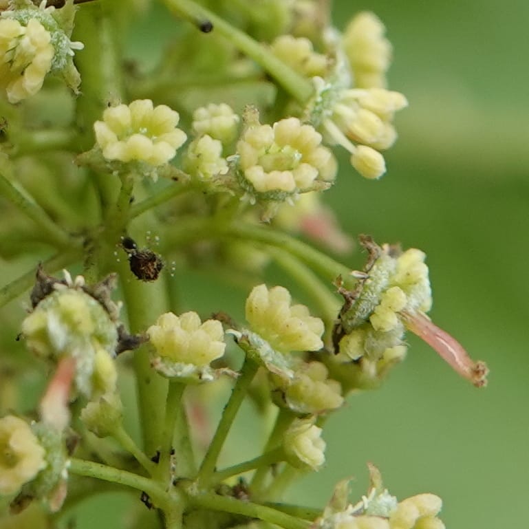 Acer davidii, D. Boufford 44097--China. Yunnan. Ci Wu Duan Rd. Stop 2. 29 Apr 2018. DSC00344 (133).JPG