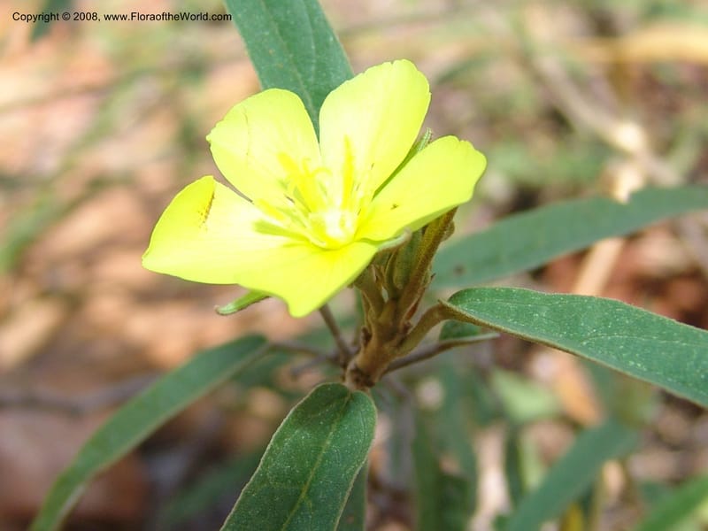 Melhania--So.Africa. Mpumal. twd Rietfontein. 16 Mch 05. 441.jpg