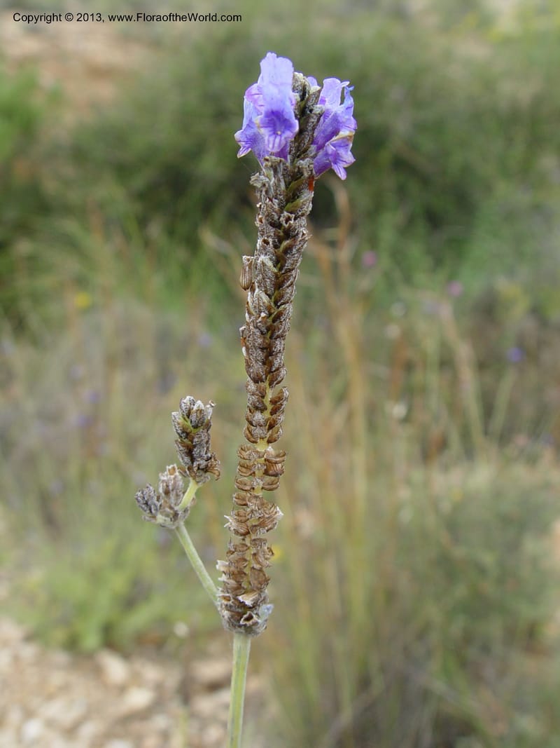 Lavandula multifida--Cabo de Gata.  16 Apr 04. 368 (2).jpg