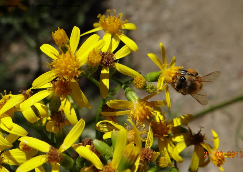 Senecio glaber, W. D. Stevens 34159--Chile, PN Siete Tazas. 21 Feb 2013  99374 (18).JPG