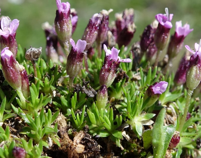 Silene exscapa, Callmander, M 1279--Switzerland. Furkapass. 1 Jul 2016. DSC06826 (176).JPG