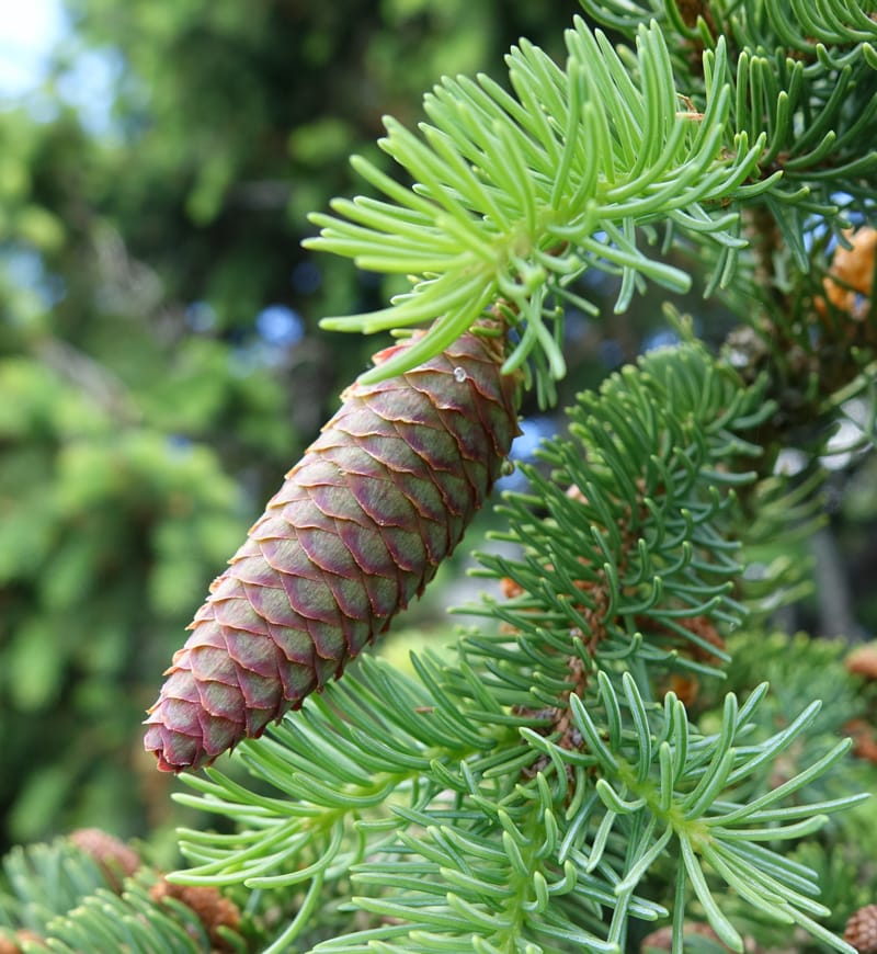 Picea abies, Not coll.--Switzerland. Col de Marchairuz. Simeon. 29 Jun 2016. DSC06067 (49).JPG