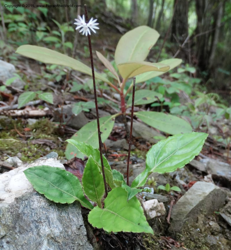 Ainsliaea, Boufford, D 43726--China. Sichuan. YangLiuPing to LongDianZi. 14 May 2014. DSC06764 (9).JPG