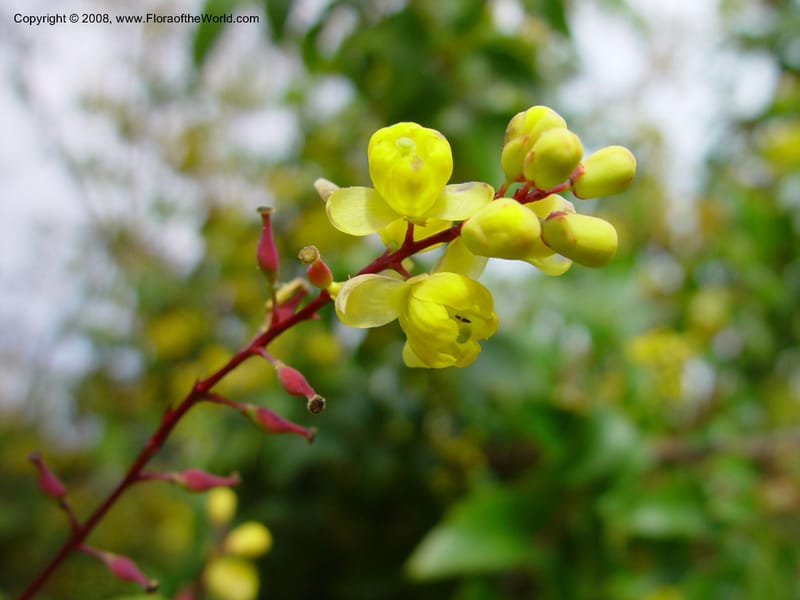 Berberis darwinii. 76.0264--CA. UC Berkeley Bot. Gard. 10 Feb 03. 054.jpg