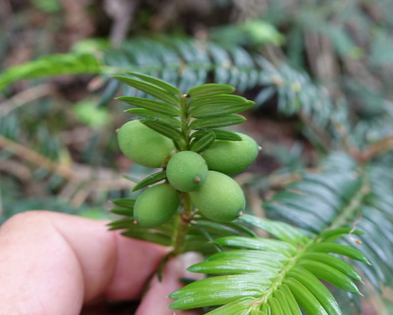 Torreya nucifera--Japan. Niigata. Trail along Sekikawa River. 29 May 2016. DSC05504 (113).JPG