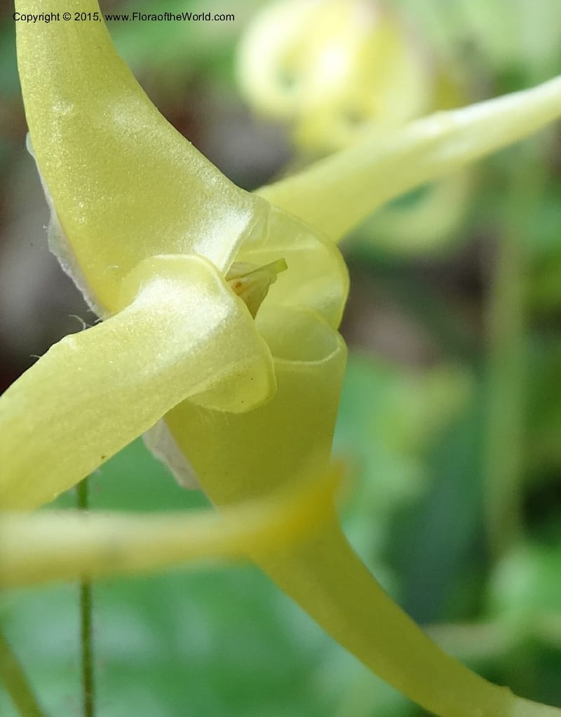 Epimedium, Boufford, D 43586--China. Sichuan. Tudiling Tunnel. 6 May 2014. DSC03860 (199).JPG