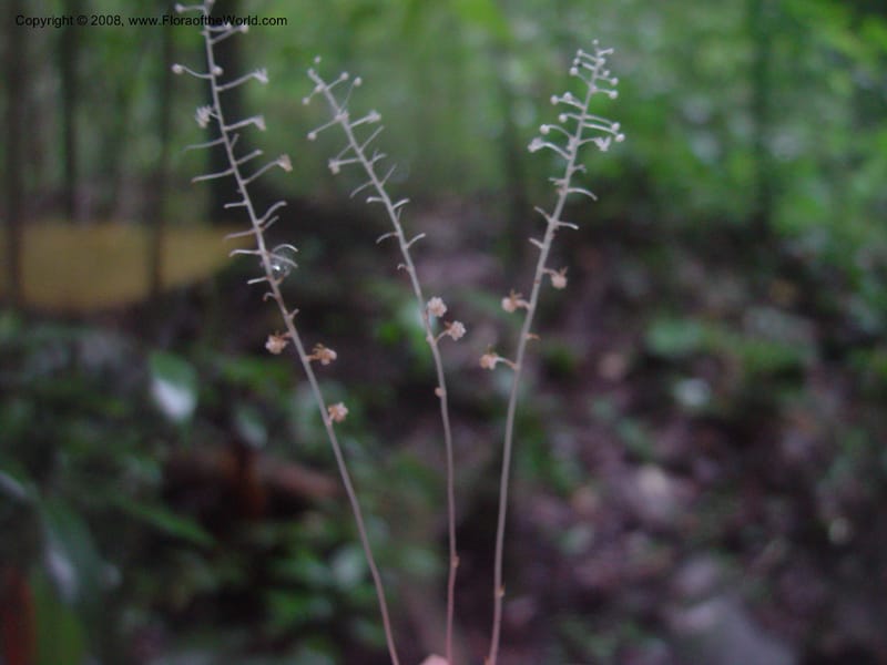 Sciaphila albescens, ETepe558--Fr. Guiana. Les Nouragues. 14 Mch 02. 005.jpg
